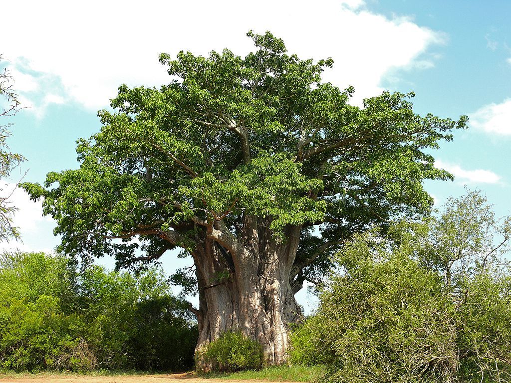 Strom života, Baobab prstnatý - 30 - 40 cm