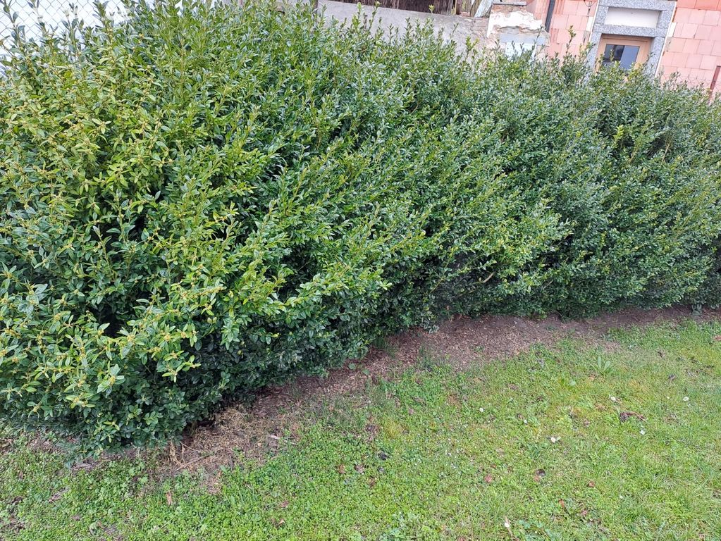 Trvale zeleny plot z vzrostlych buxusu9