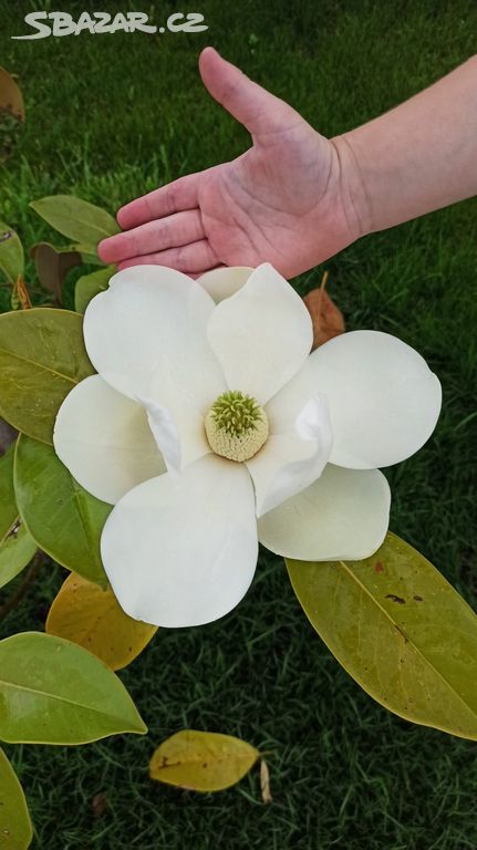 Magnolie velkokvětá Alta - 90 - 100 cm