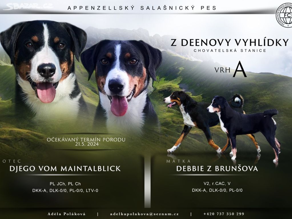 Appenzellský salašnický pes - štenata