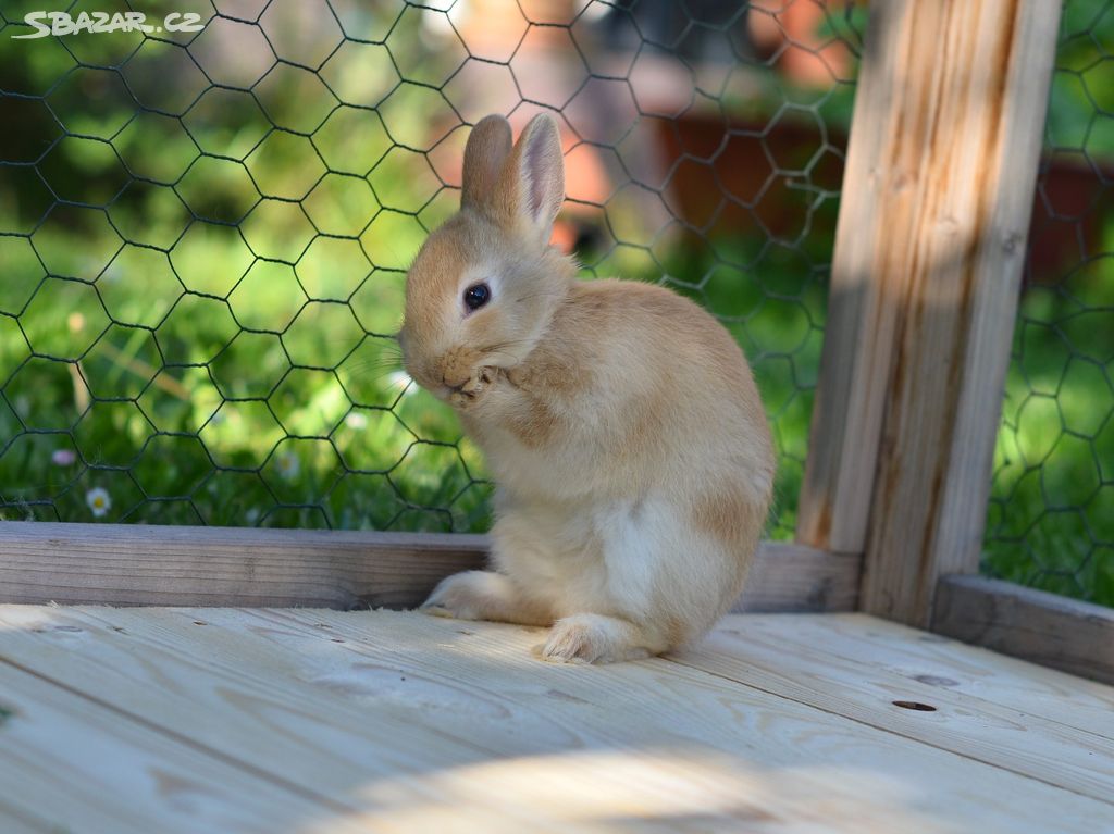 Zakrslý králíček - stáří 5 týdnů a 3 dny - samička
