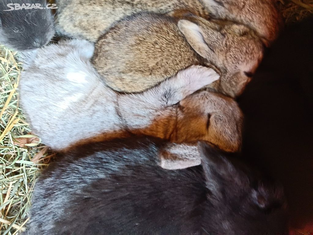 Mladé králíky na výkrm či chov