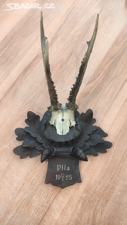 Trofej srnčí paroží Pila 1925