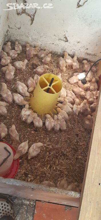 Brojleři kuřata