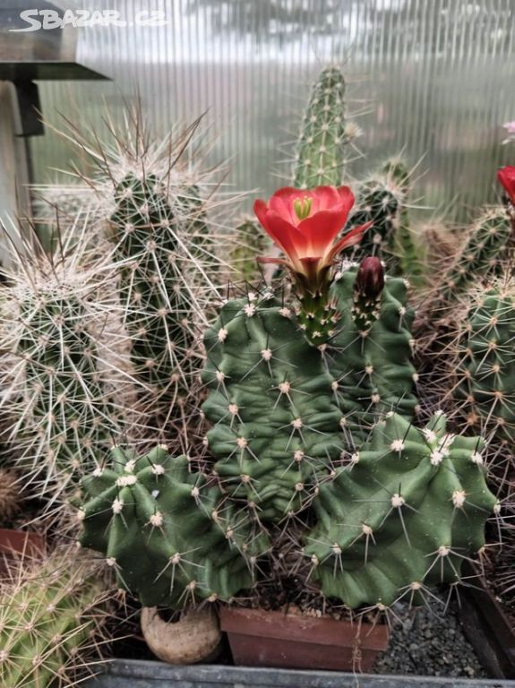 kaktusy-sukulenty rostliny