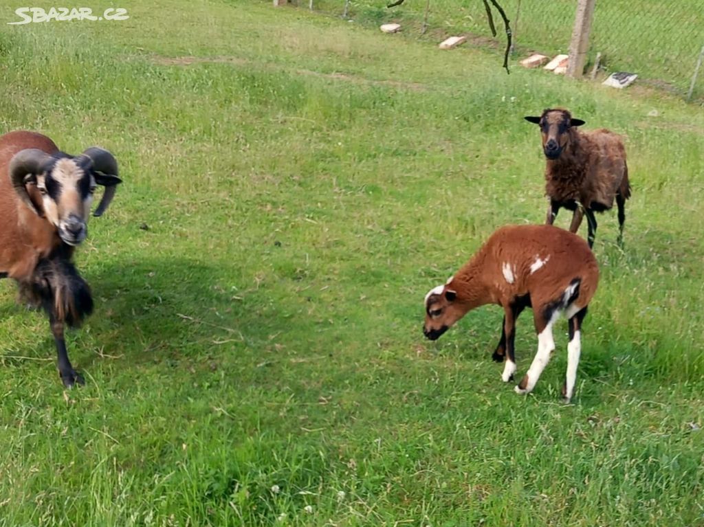 Kamerunské ovce - chov [4 ovce 1 beran]