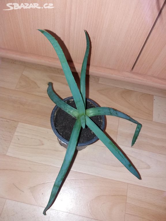 Aloe vera léčivky