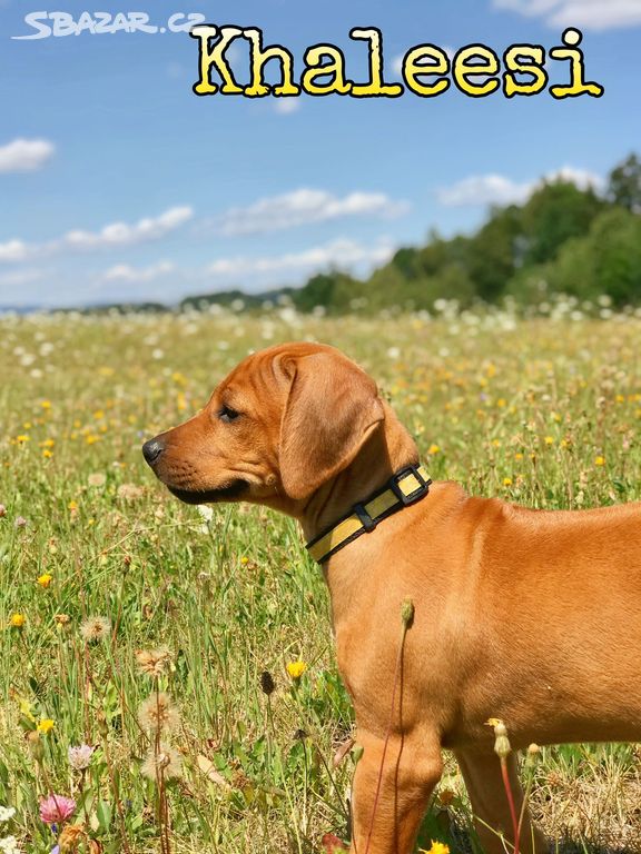 Rhodéský ridgeback s PP