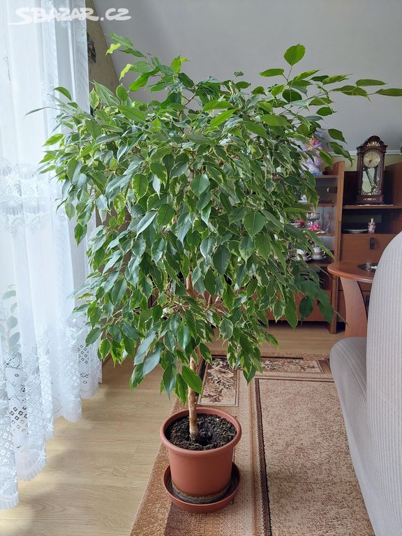 Fíkovník drobnolistý (Ficus Benjamina) - 120cm