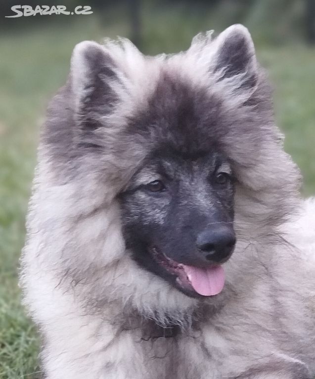 Německý špic vlčí / keeshond