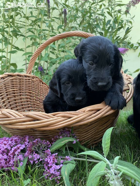 Štěňata s PP - Flat coated retriever