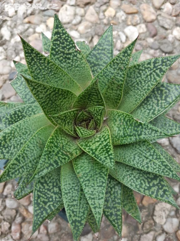 Gasteria "Flow" - sukulent