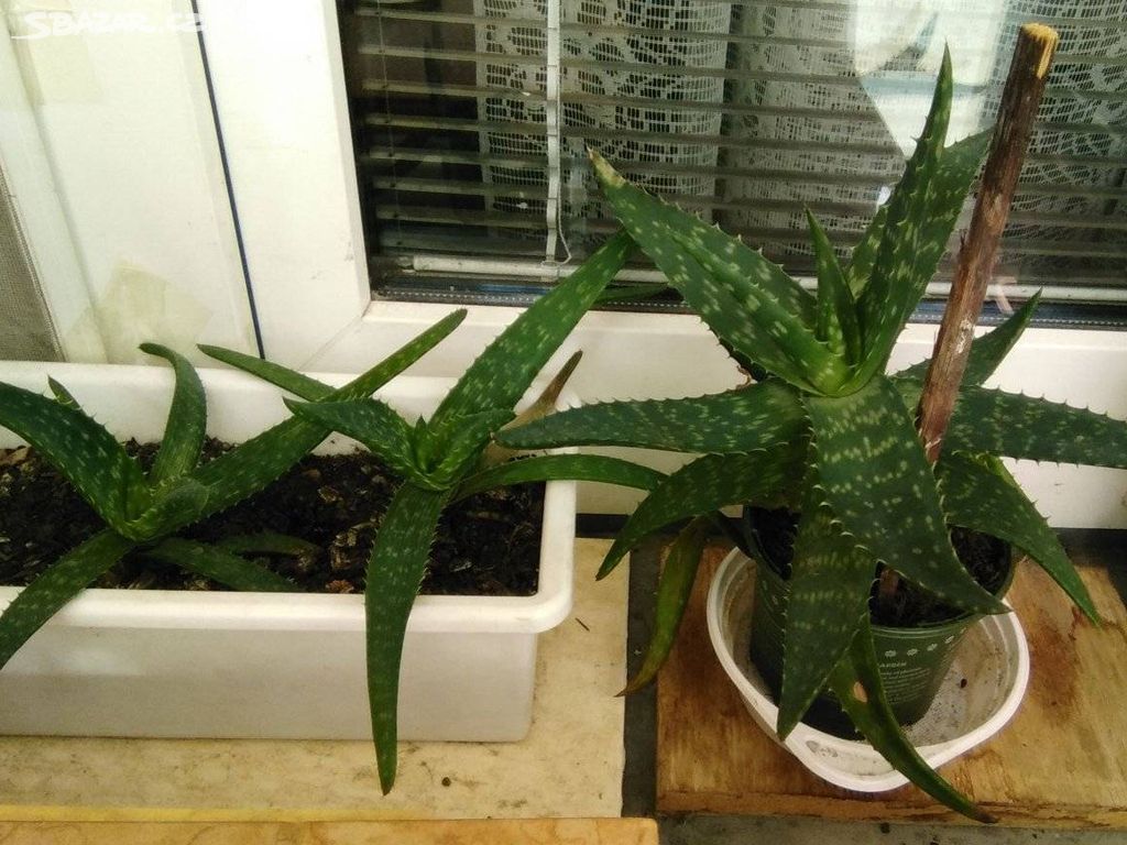 Pokojové květiny ALOE VERA, 2 menší a 1 větší