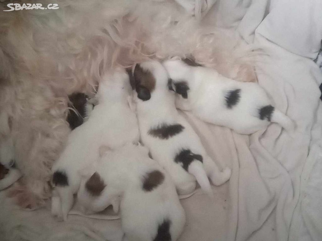 Coton de Tulear