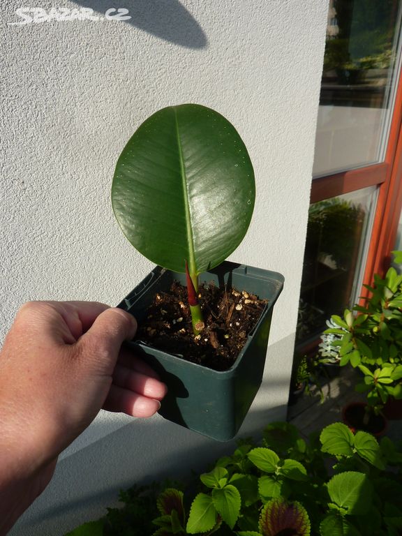 Ficus elastica - pokojová rostlina