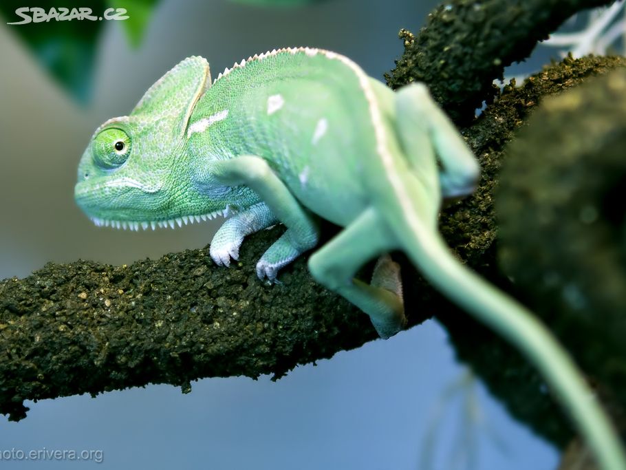 Prodám Chameleon jemenský - Chameleo calyptratus