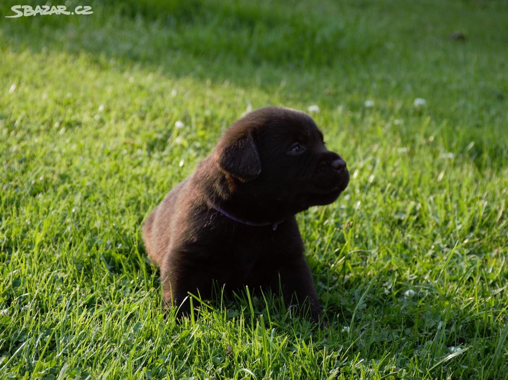 Čokoládová štěňata - labradorský retriever s PP