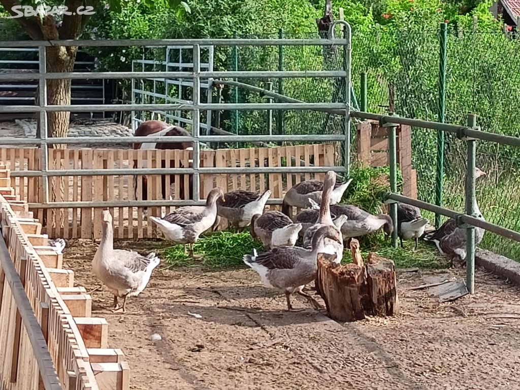 Husa landeská, dvě husy a houser