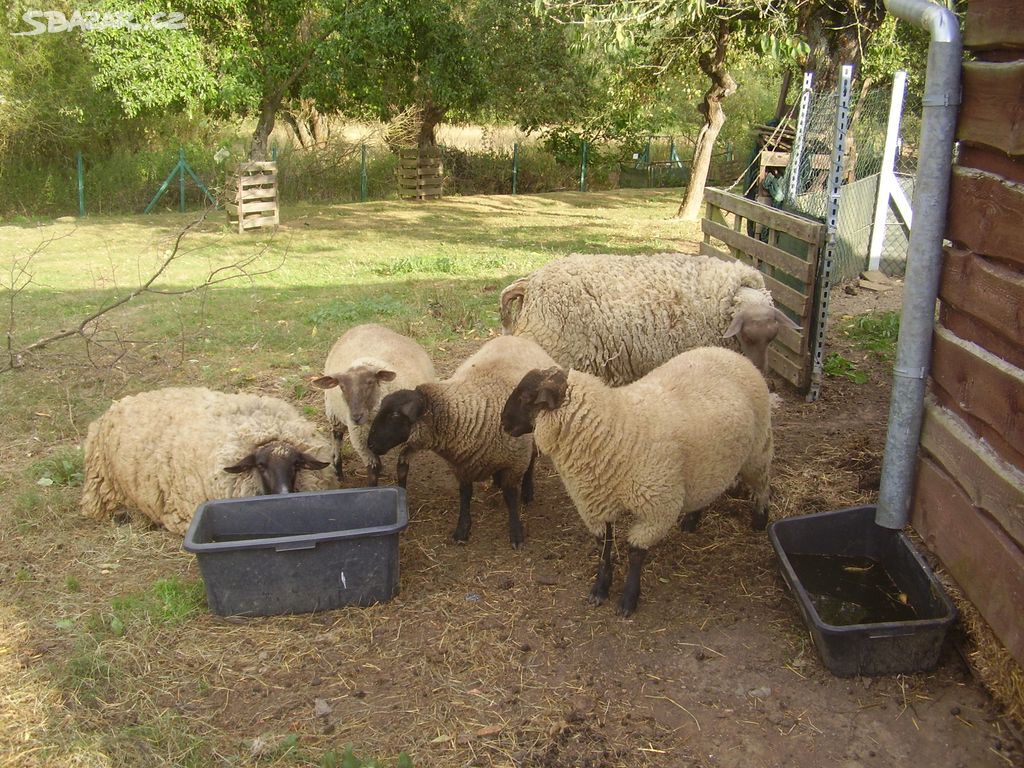 prodá jehňata suffolk a charollais