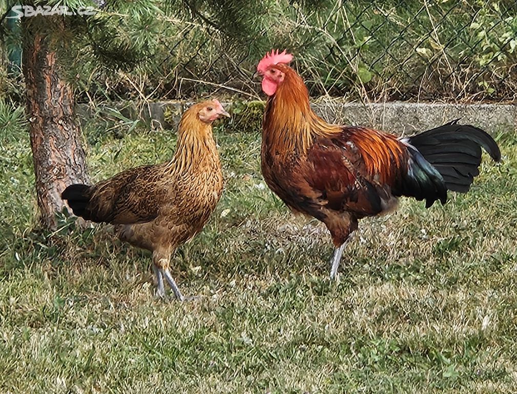 Kohouti česká zlatá kropenka kohout