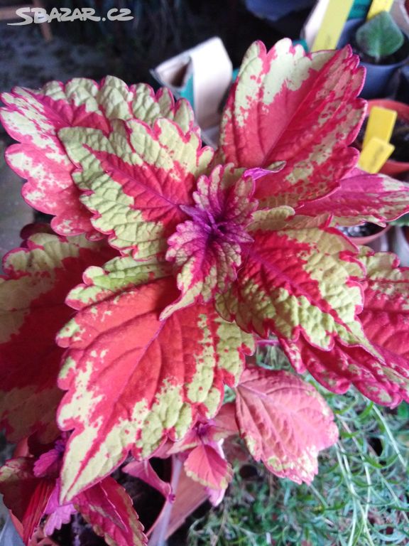 Coleus redheat