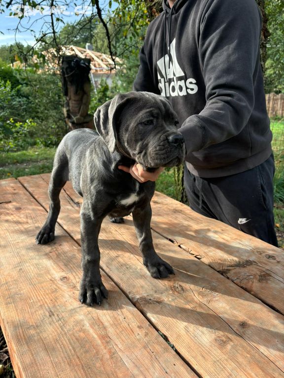 Štěňata Cane Corso