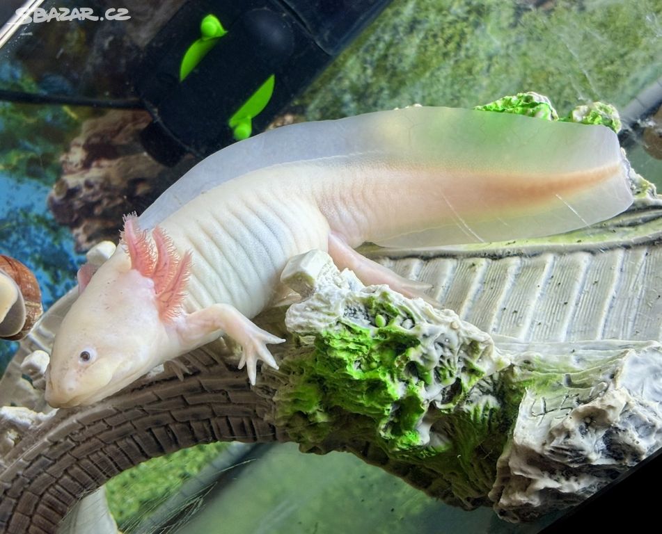 Axolotl mexický