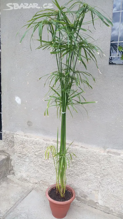Prodam Sachor