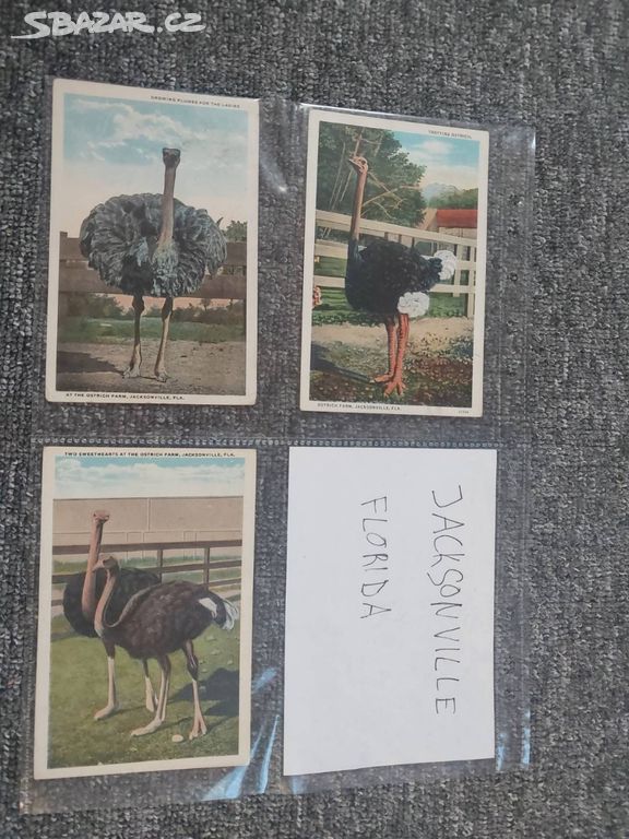 Historické pohlednice z USA - pštrosí farma