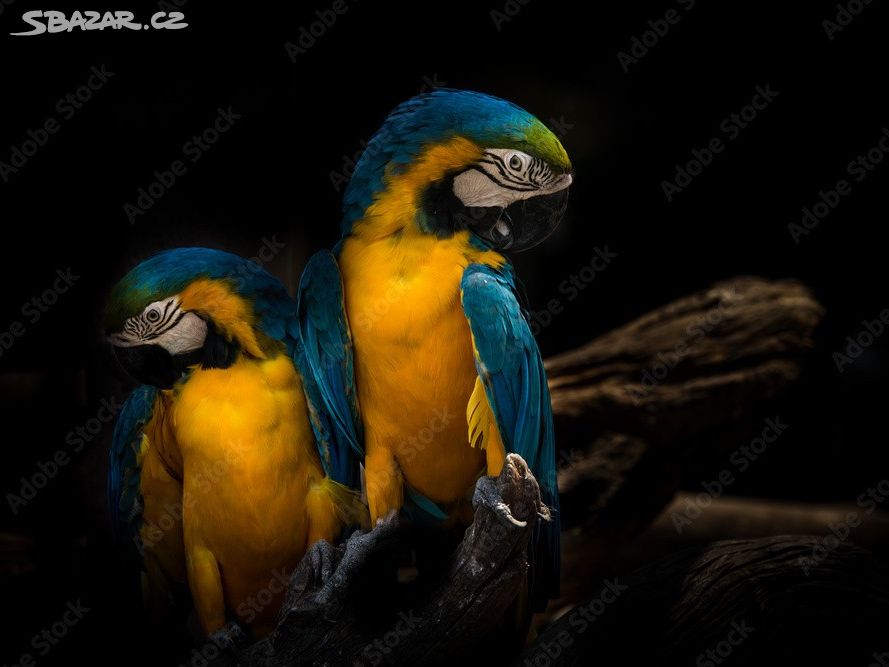 skleněný obraz s papouškem