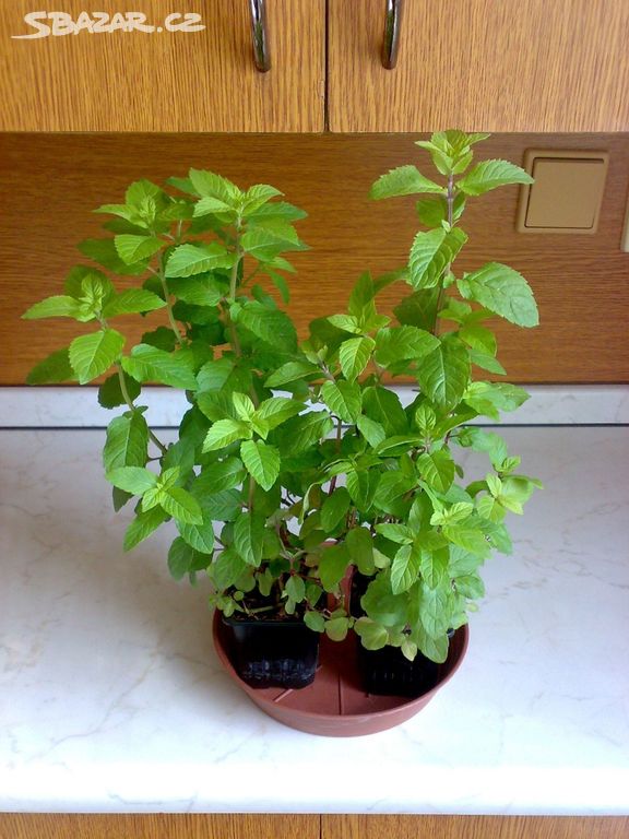 Máta peprná - Mentha piperita - rostlina