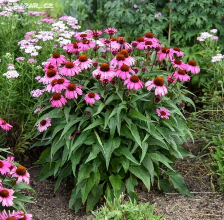 Echinacea nenáročná trvalka, plamének voňavé floxy