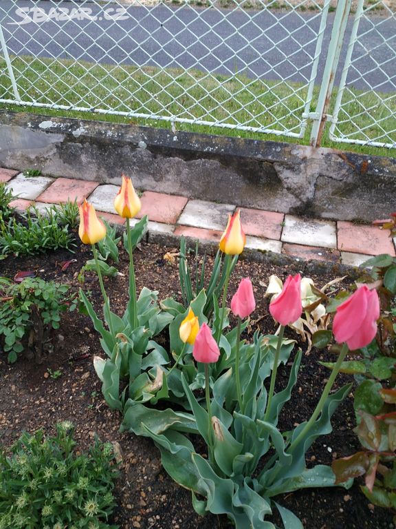 Cibule tulipánů mix barev..balikovna 30