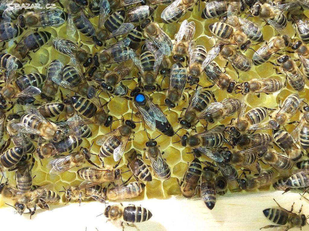 Včely, oddělky 2/3 langstroth 6-rámkové