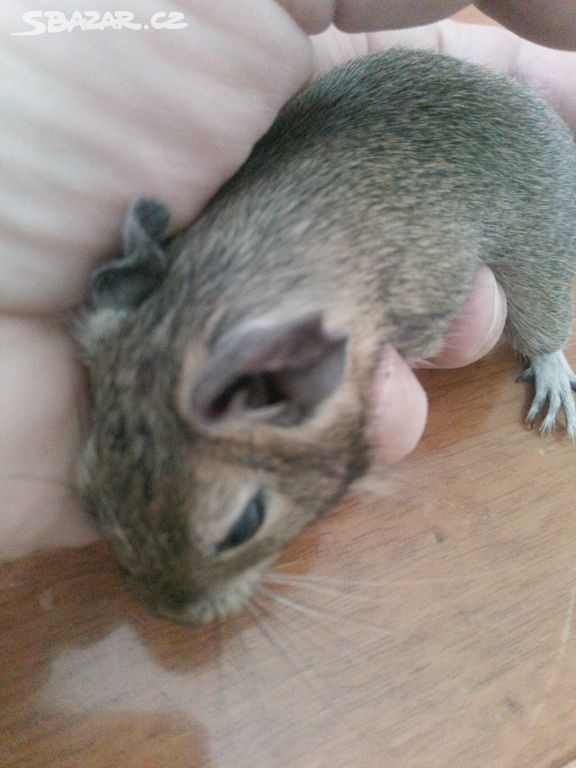 Osmacci degu