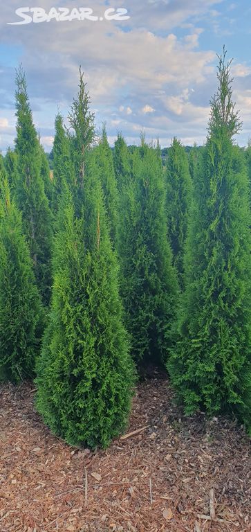 Thuja occidentalis Smaragd - Thuje, Tuje, Tuja