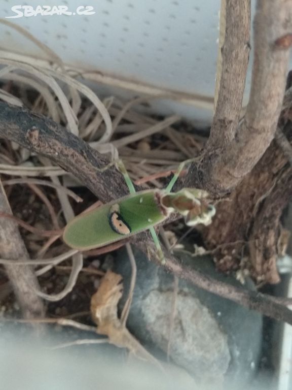 Creoboter urbanus(Malaysian flower mantis)