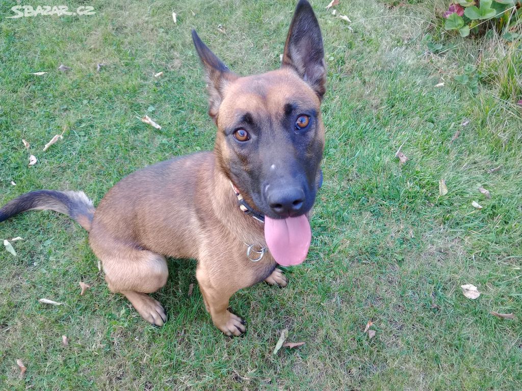 Belgický ovčák - Malinois