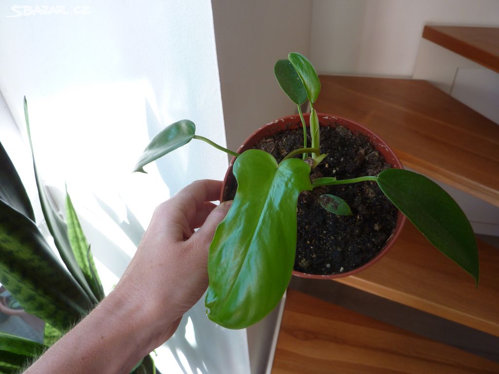 Philodendron - pokojová rostlina