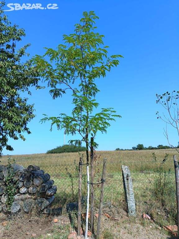 Dřezovec trojtrnný Skyline