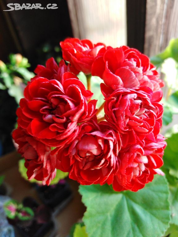 Pelargonie Cooks scarlet and white