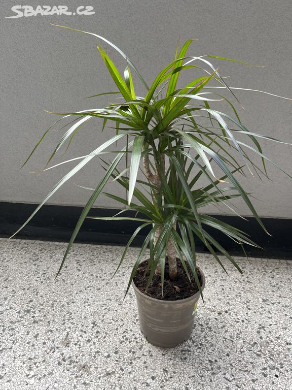 Dracena 50 cm