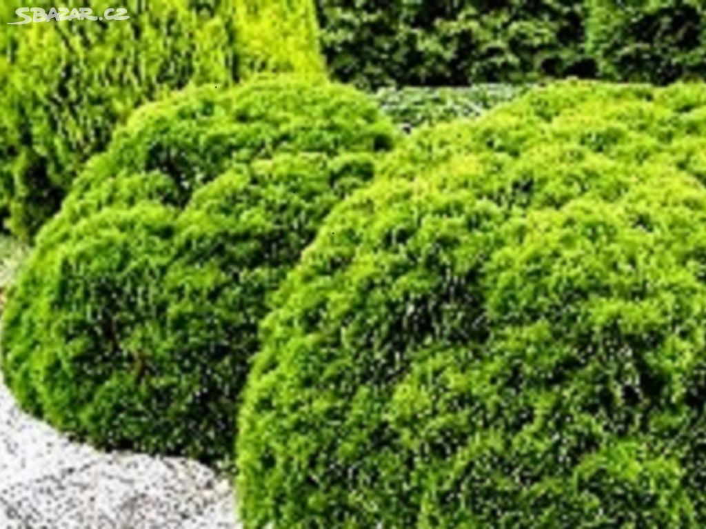 Thuja DANICA -zakrslý bochánek-nepotřebuje řez