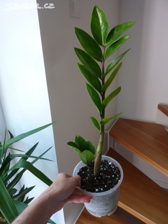 Zamioculcas - zamiokulkas - pokojová rostlina 80