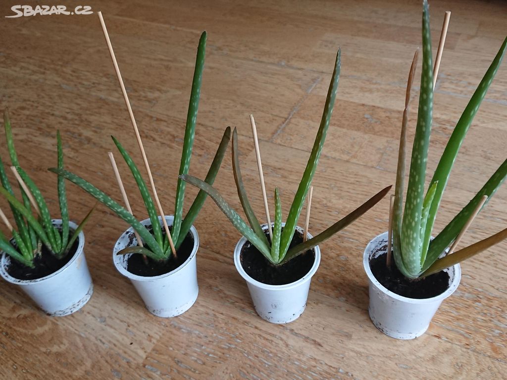 Aloe Vera- zakořeněné sazenice