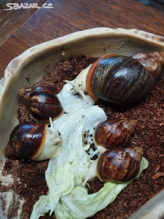 Archachatina Rhodostoma Benin