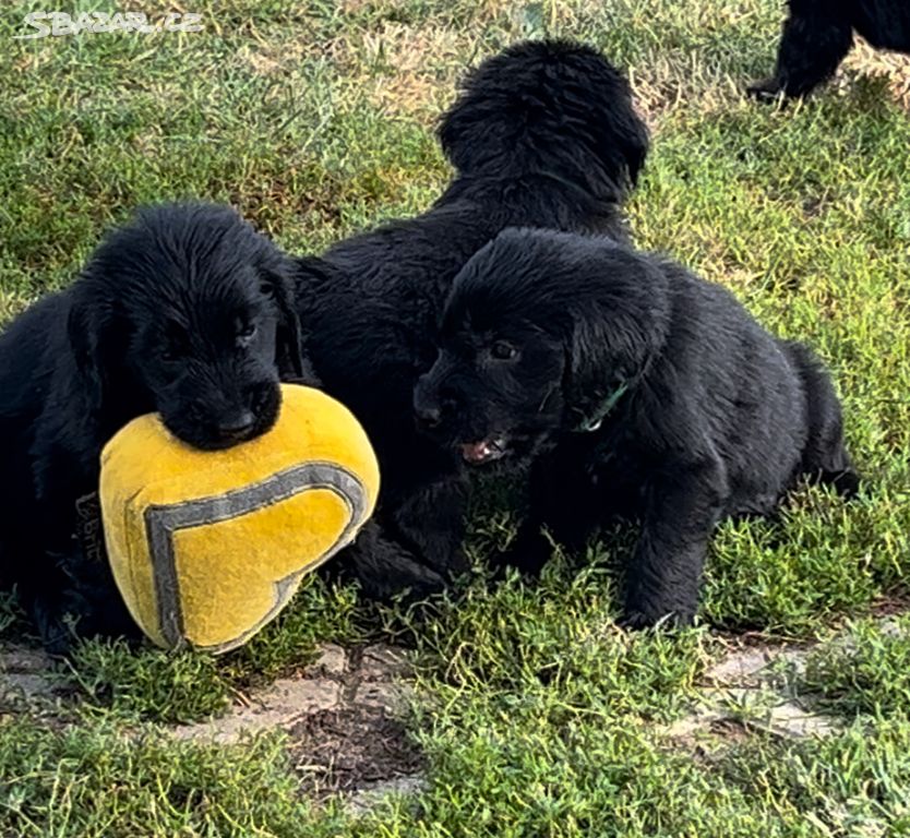 Flat coated retriever s PP