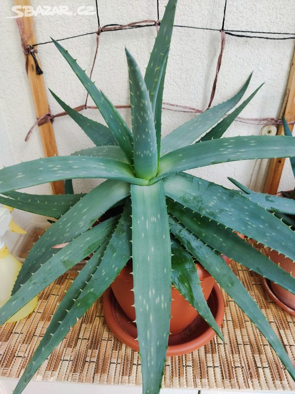 Nabizim aloe vera