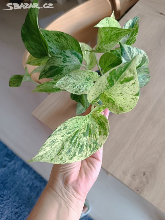 Epipremnun Marble Queen