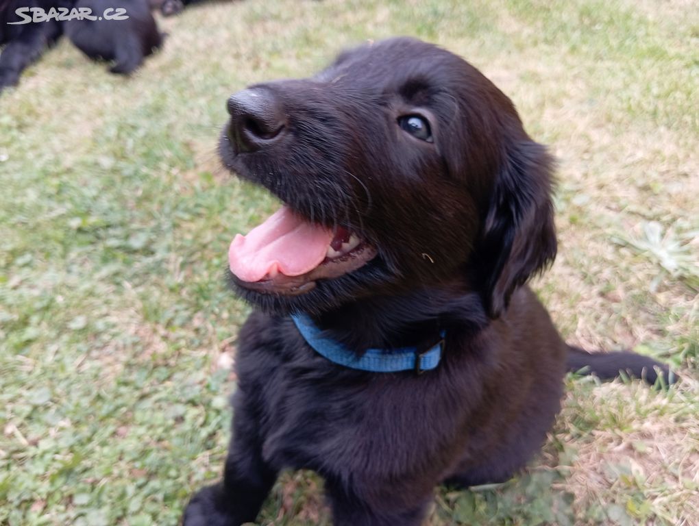 štěně flat coated retriever s PP